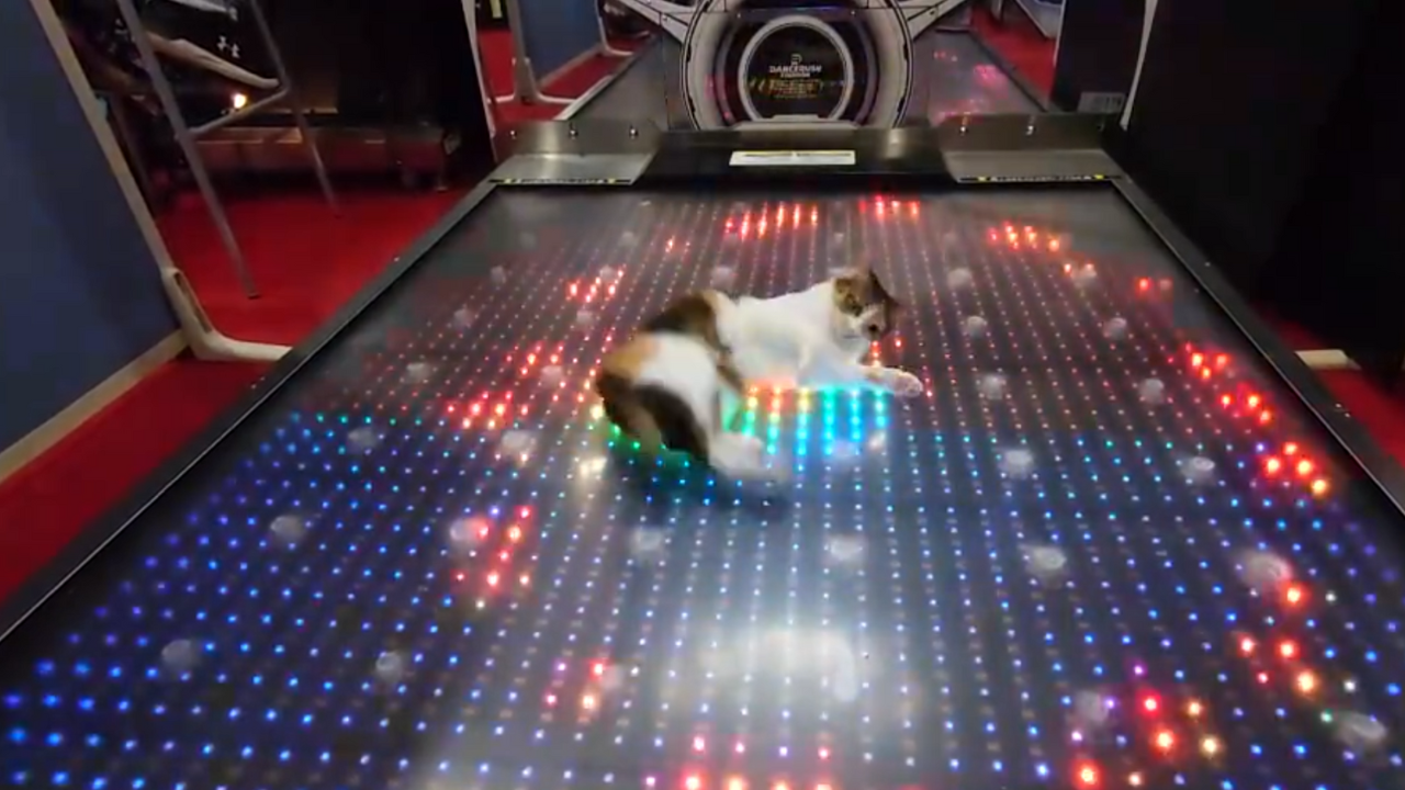 絶対的王者に君臨！ゲームセンターで「ダンスゲーム」を楽しむ三毛猫