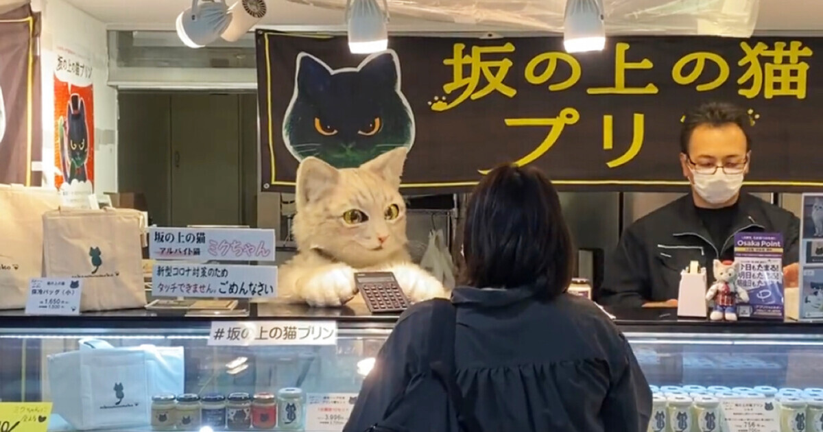 猫店員ミクちゃんが接客 猫好きな日本料理専門調理師のオーナーが営む プリン専門店 ねこナビ