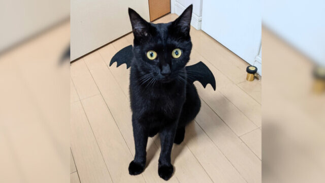 100均の猫耳カチューシャが大活躍！まん丸お目目の黒猫さんが“使い魔”に変身