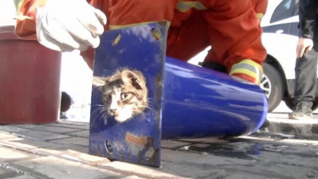 絶対に見捨てない！パイプの中から出られなくなった子猫のために、消防士さんたちが大がかりな救助活動を展開！