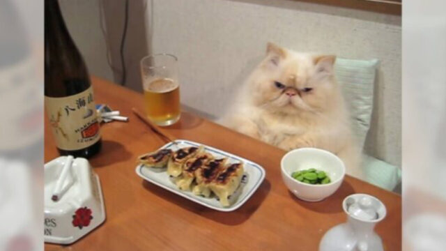 「一杯やるニャ」ビールに餃子にタバコ…食事を前にしたペルシャ猫がゴッドファーザーみたい！