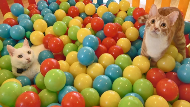 500個ものボールを使った「ボールプール」を制作！愛猫たちの遊び方がかわいすぎた