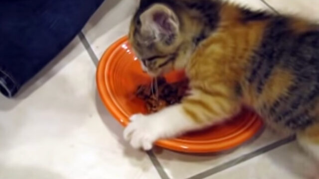 「ごはんとっちゃダメ！」自分のごはんを取られないよう必死にお皿をホールドする子猫ちゃん