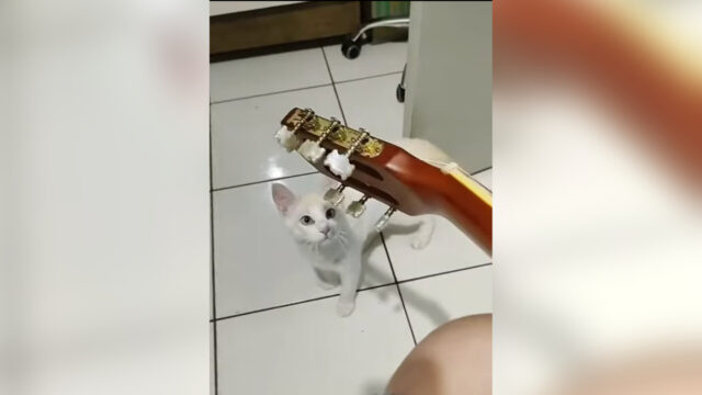ギターを爪弾く飼い主さん、興味をもってやってきた白猫ちゃんのかわいすぎる反応は…？