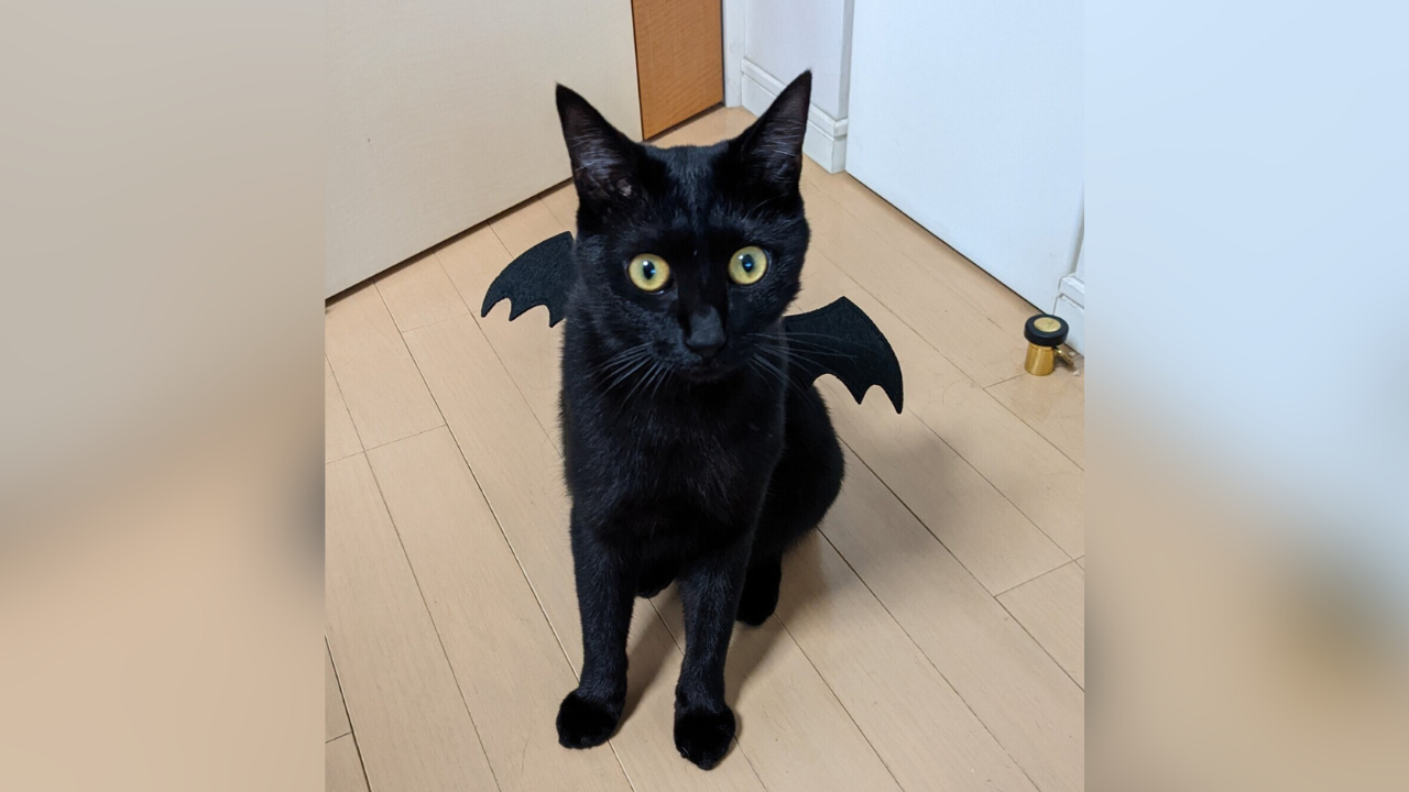 F5FE1281-8687-4632-9CBB-