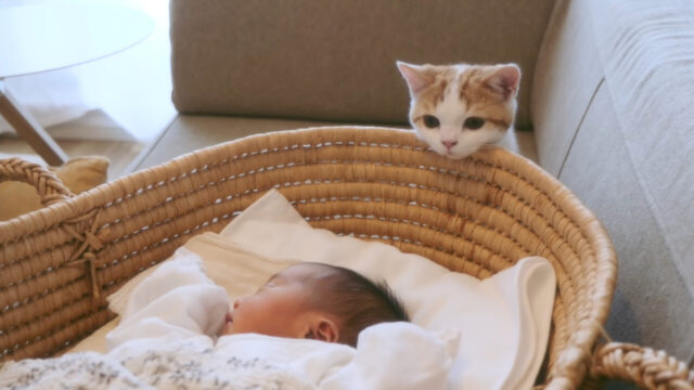 「ぼくはお兄ちゃんになったのか」4カ月の子猫が赤ちゃんと対面、優しく寄り添う姿に感動