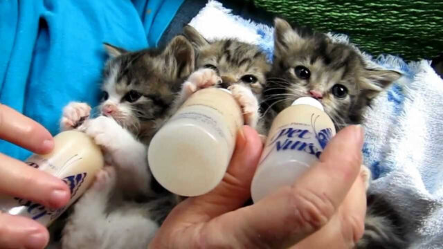 たくさん飲んで大きくなってね！哺乳瓶を両手で抱えながらミルクを飲む3匹の赤ちゃん猫