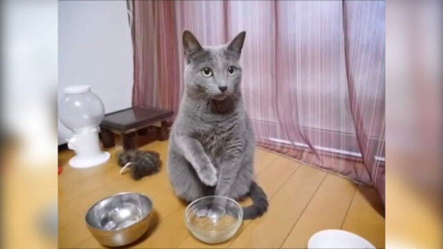 「ごはんちょうだいちょうだい」上目遣いでカタカタとお皿を掘る猫ちゃんに、思わぬ教育的指導が！