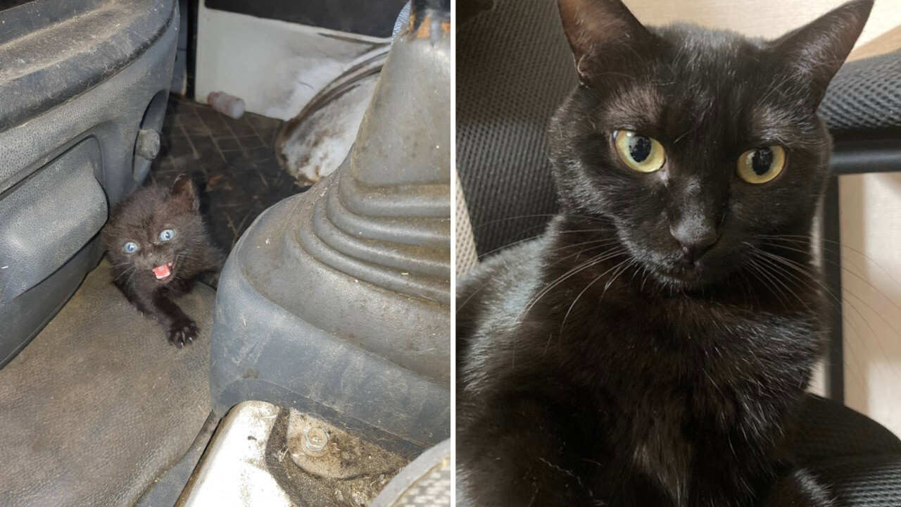 アサちゃんの毛づくろい Amazon | ピュアニーモキャラクターシリーズ 妖狐×僕SS 白鬼院凛々蝶