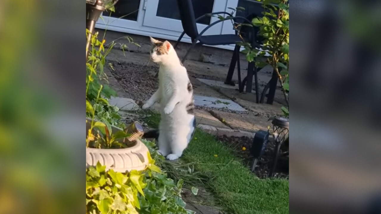 誰にも見られていないかチェックする姿も…人間っぽい2足立ちで鳥を観察