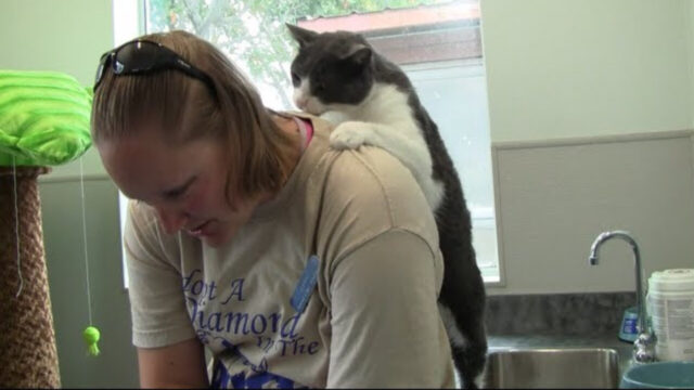 「強さはどうですか？」保護猫バンクスくんの本格的な背中マッサージに猫好きスタッフ大喜び！