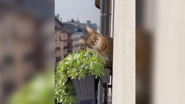 「人間の行動を監視するぞ！」隣家のバルコニーから身を乗り出してガン見するキジトラ猫
