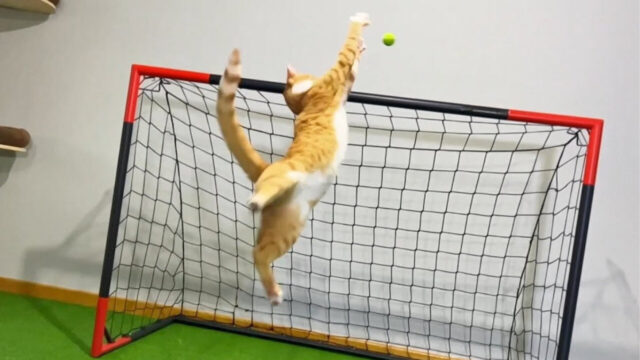 【猫パロディ】ワールドカップに出場したい！練習に励む猫が受けた「まさかの妨害」