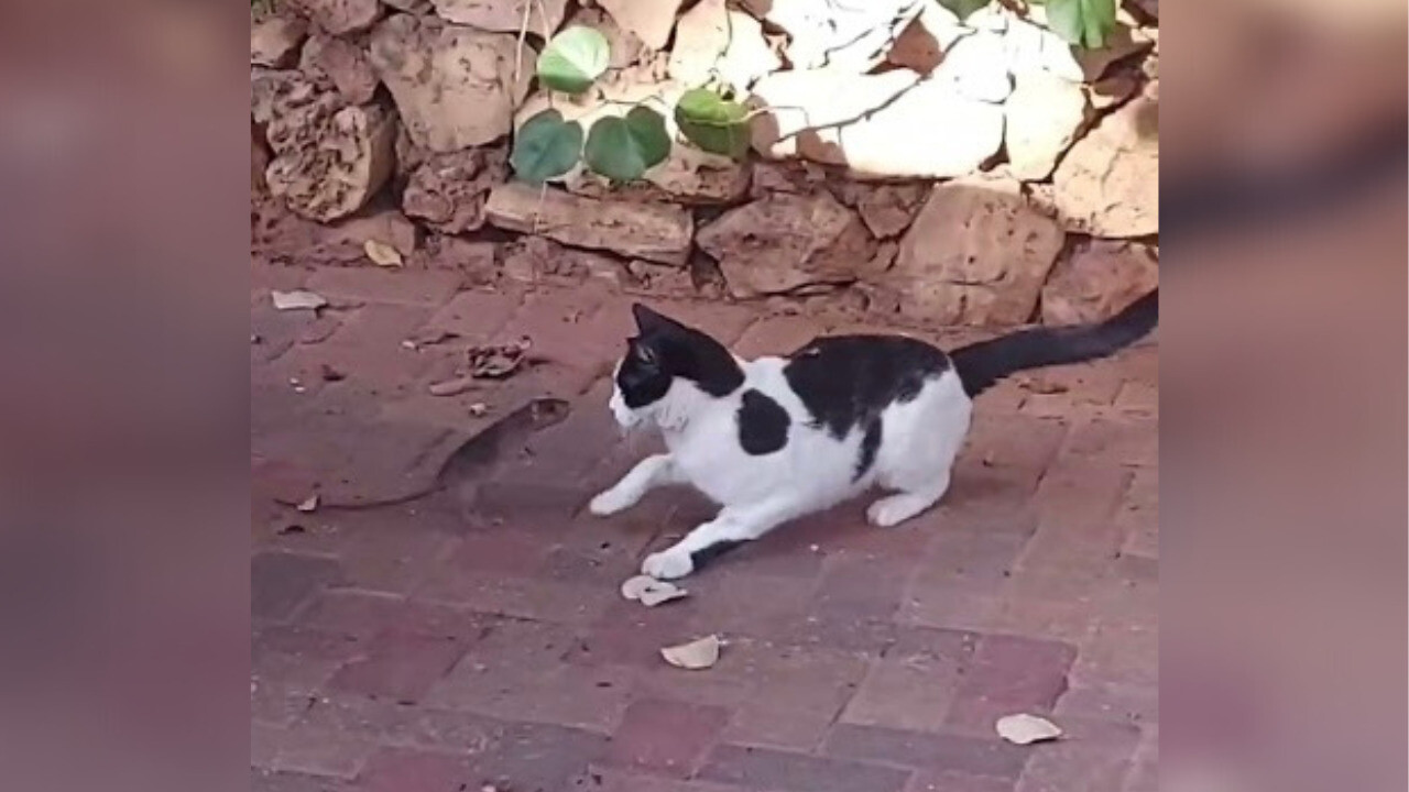 つよつよネズミに戸惑う猫ちゃん！やたらとケンカをふっかけてくる