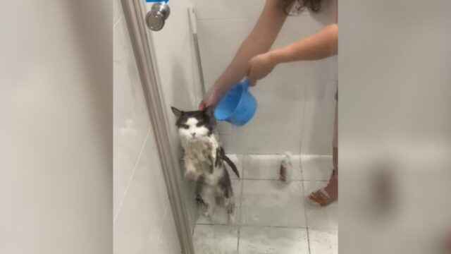「ここから出して～！」水に濡れるのが嫌いな猫がお風呂場で見せた“コミカルな抗議法”