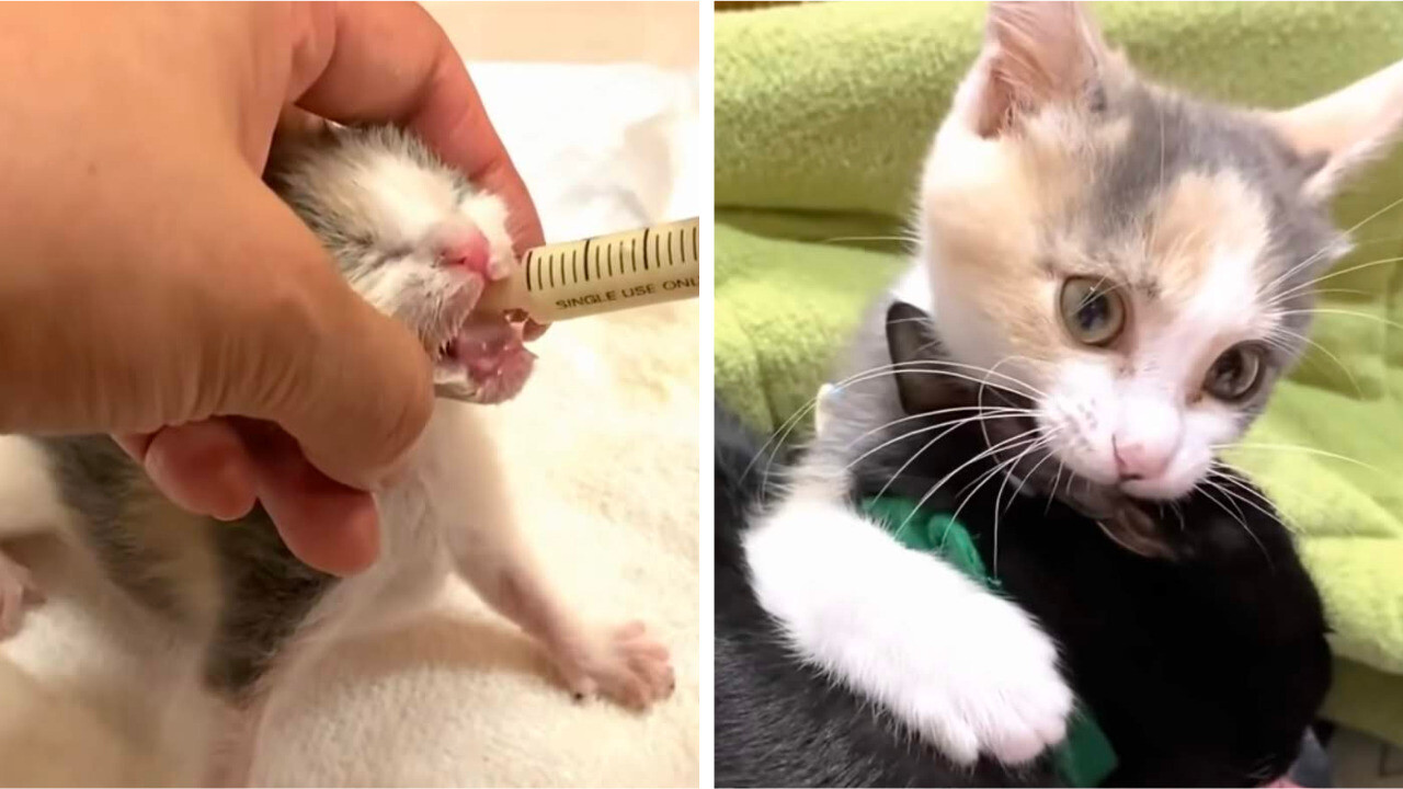 生後3日で母猫とはぐれた「あるみちゃん」先輩ワンちゃん猫ちゃんに