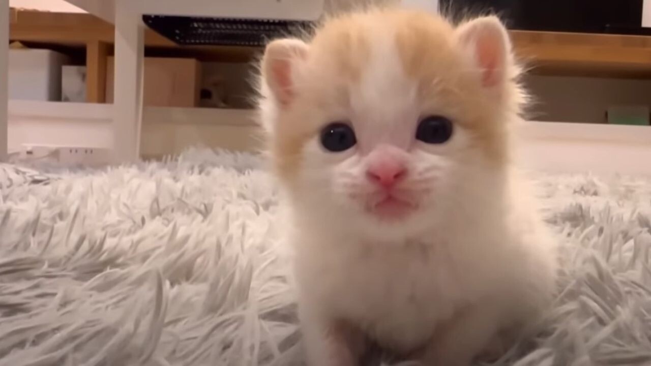 ほわほわすぎて天使…！無邪気な赤ちゃん猫”しらたまくん”の1日に密着し