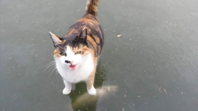 三毛猫ちゃんのお願い「氷の下のお魚ちょうだい」凍った池での難しいミッションは成功なるか？