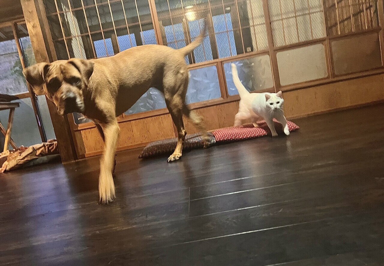 土佐犬や保護猫と“古民家暮らし”をスタート！山奥で伸び伸びと暮らす2