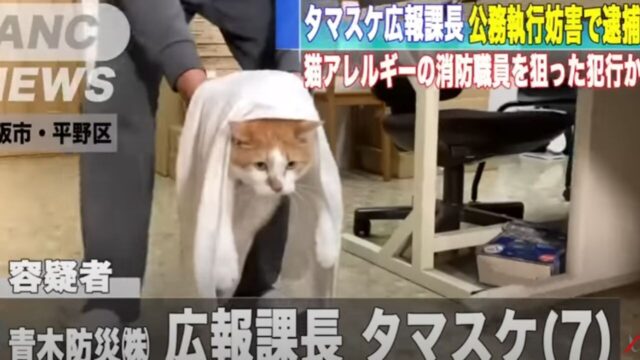 【猫パロディ】青木防災株式会社のタマスケ広報課長（7）が公務執行妨害の容疑で逮捕