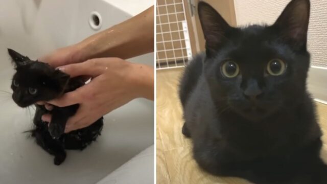 工事現場で餓死寸前の黒猫を発見！2ヶ月でふっくらとした美猫に大変身