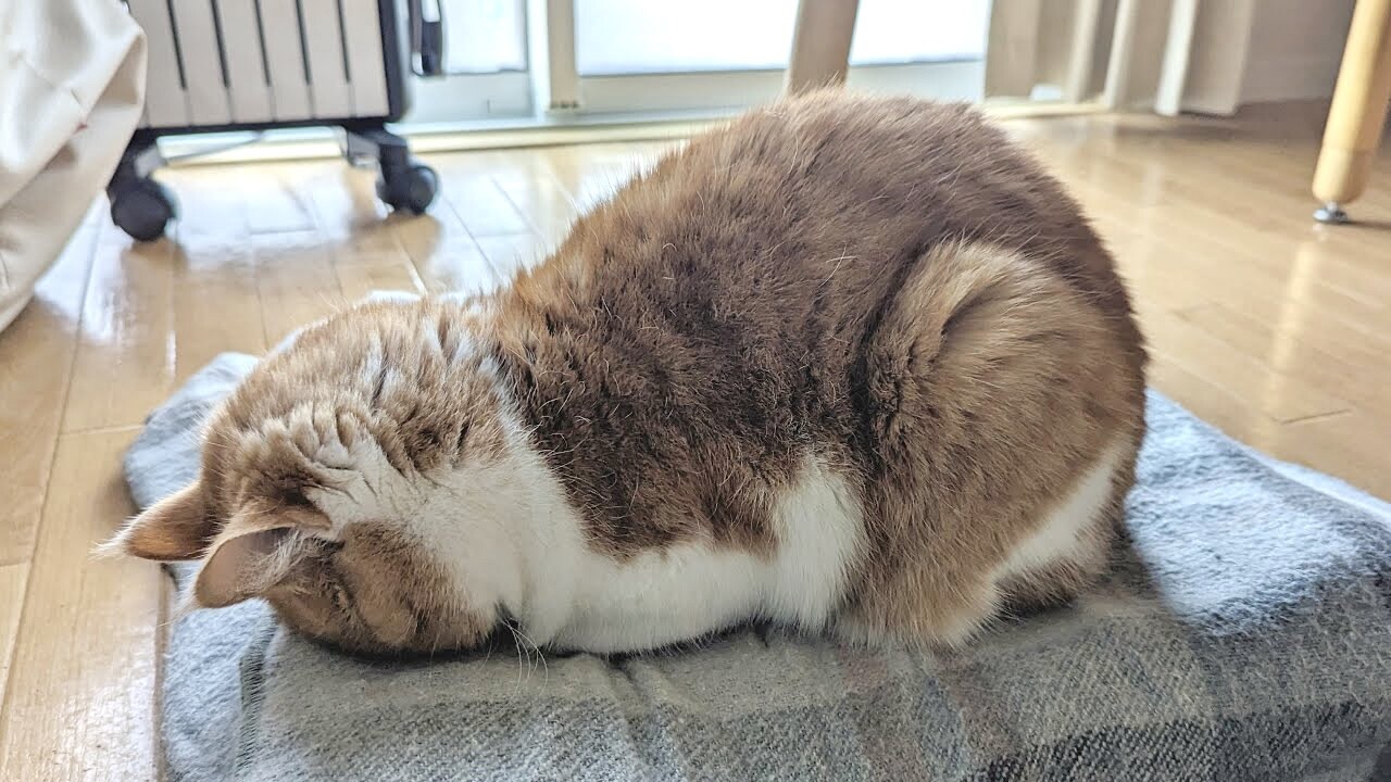 お気にいり電気ブランケットの上で香箱座りからの「ごめん寝」…愛