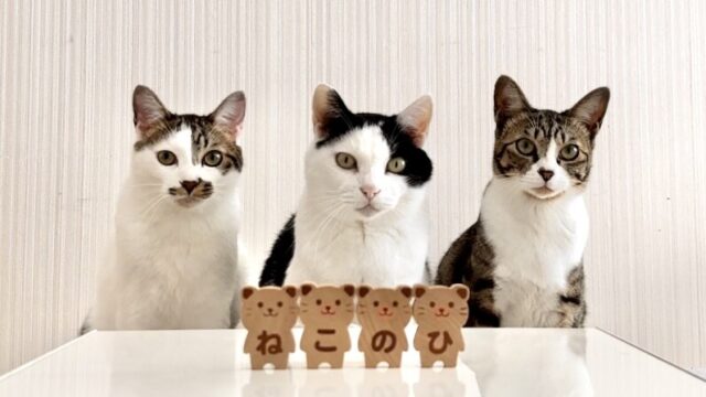 【2023年】猫の日特集！猫まみれな企業アカウントを一挙ご紹介！