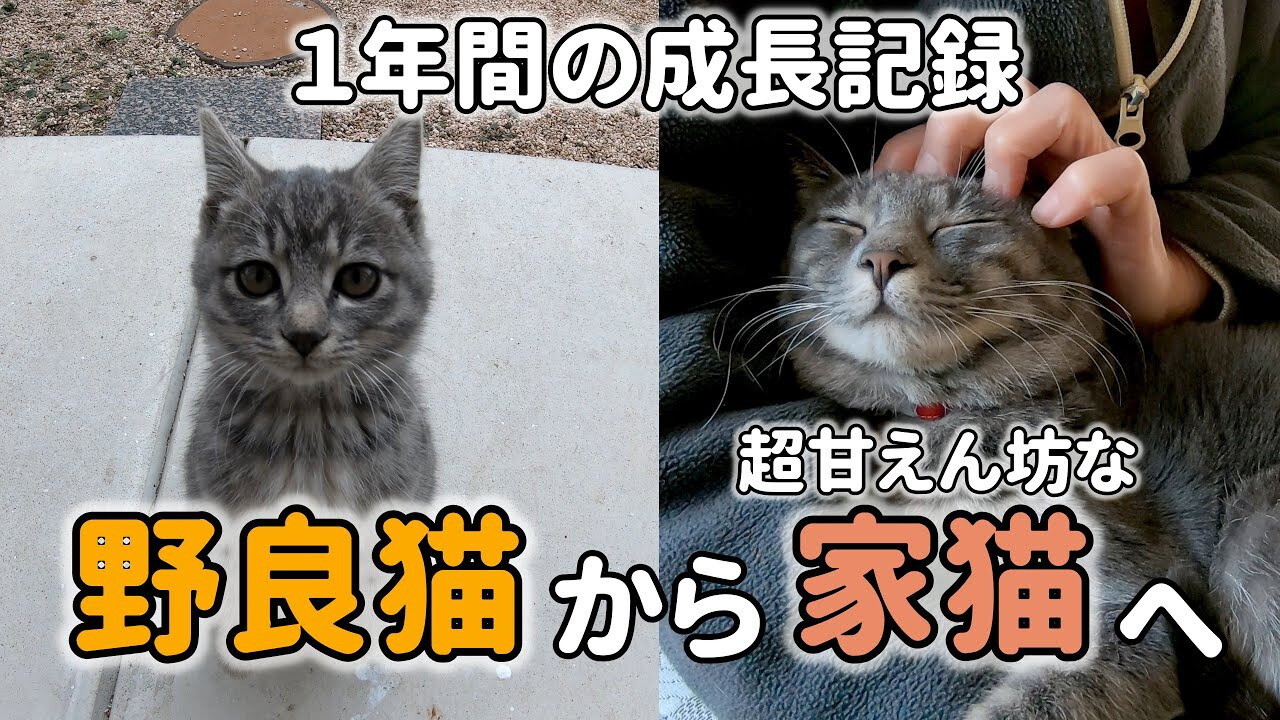 寒くなる前に保護したくて…生後2ヶ月の野良猫が「おはよう」に返事を ...