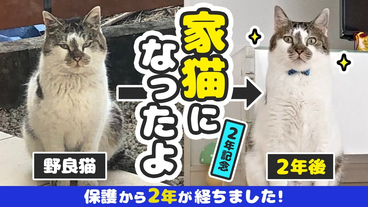 猫の恩返し ある日一匹の猫が迷い込んできた 俺 ごめんよー うちはペット飼えないんだー オファー 猫 ω 数日後