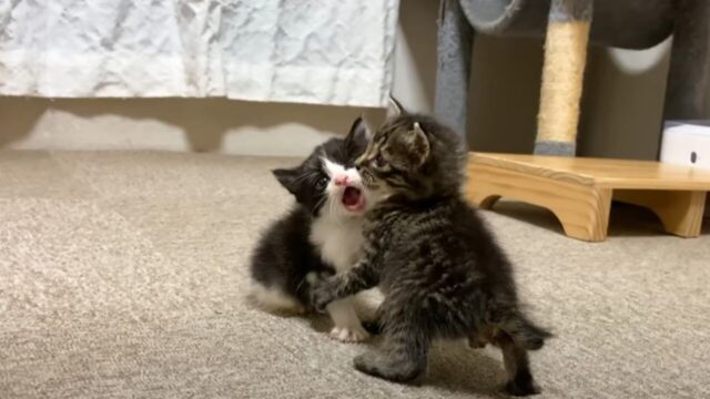 永遠に見ていられる…2匹の赤ちゃん猫が繰り広げる迫力ゼロの”ゆるい喧嘩”がかわいい