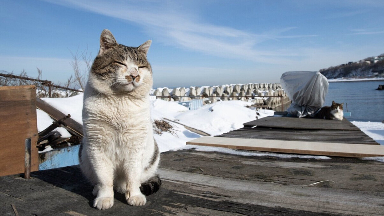 ハートもお顔もでっかいどお！北の大地に生きるボス猫ケンジくんと写真