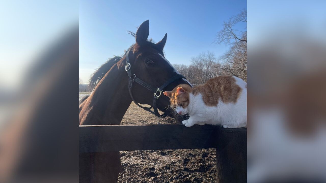 馬と猫のラブラブツーショットがたまらん！引退馬が余生を送る北海道