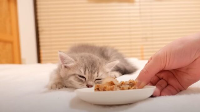 マジモードな目がかわいい！寝ている子猫に「ご飯だよ」と話しかけたら…？