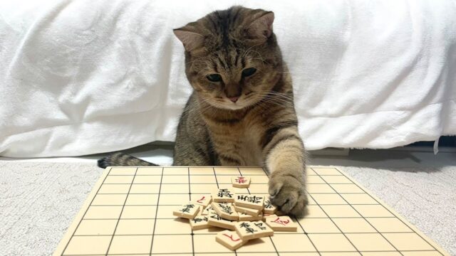 猫界にもプロ棋士誕生！？愛猫と将棋崩しをしたら強さにびっくり！