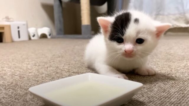 小さな初挑戦！赤ちゃん猫に初めて“お皿”でミルクをあげてみたら…？