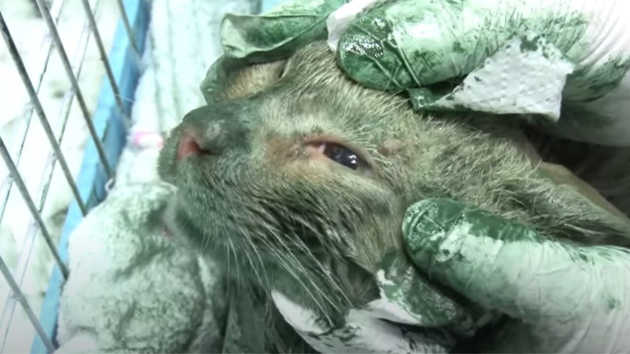 全身が“緑色”になった猫を発見！心優しい人たちが解明した“衝撃の原因