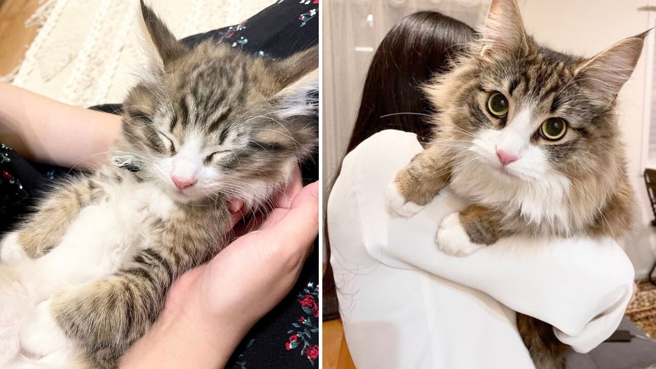 お迎えから半年でこんなにもビッグに！「クソデカ北欧猫」として愛さ