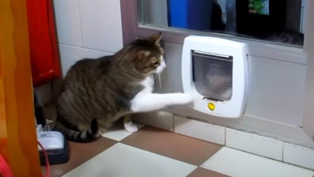 かわいい猫パンチで阻止！キャットドアを通ろうとする同居猫ちゃんを妨害するキジシロさん