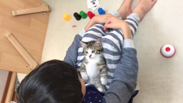 【これはスゴイ！】息子さんの催眠術で”眠りの世界”へ誘われた子猫