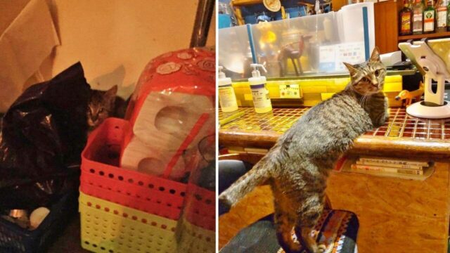 洗面所の下で手のひらサイズの子猫を保護！東京・渋谷区「kitchen&bar MORIS」の看板猫になったかもめちゃん