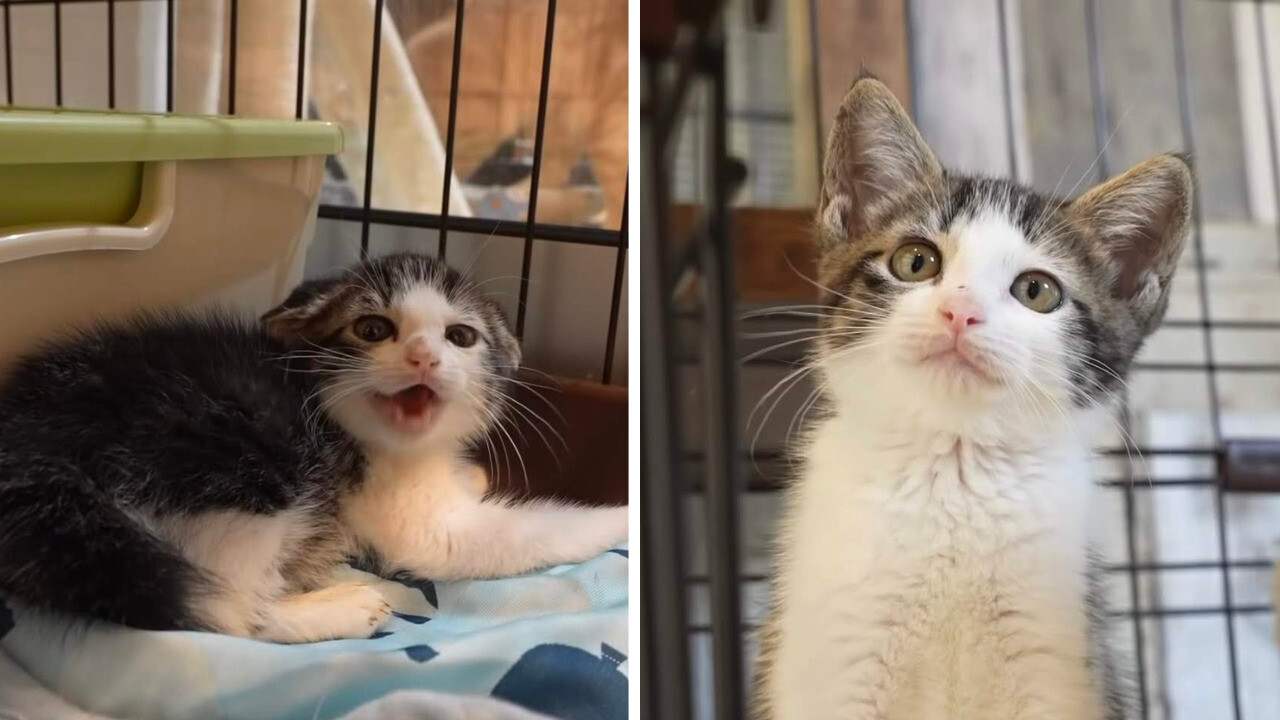 極限まで警戒していたイカ耳子猫が優しい人間の手によって心を開く