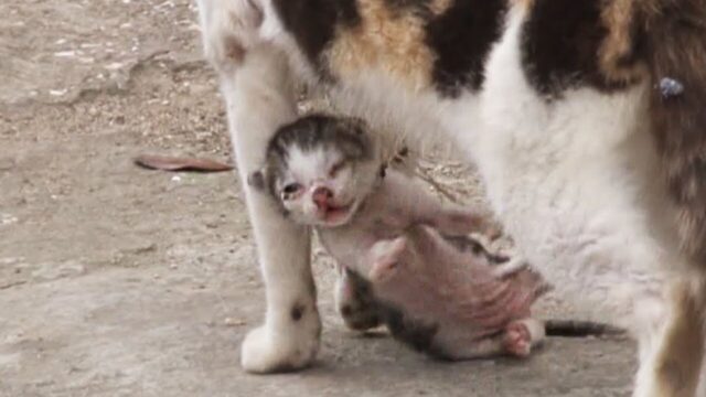 母猫の首に巻きつく漁網で子猫の命がピンチに！絶体絶命な三毛猫親子の救出は成功するのか…？