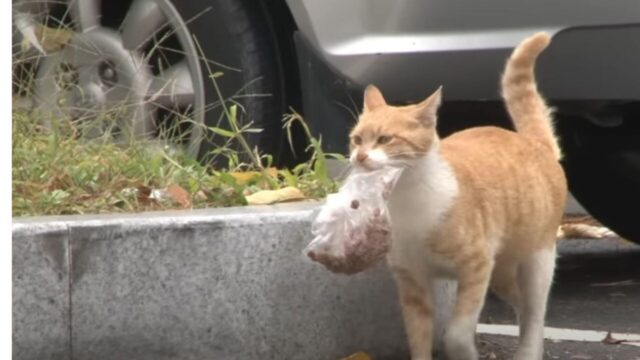 【韓国発】袋に入ったフードをどこかへ運ぶ野良猫…GPSをつけて判明した”衝撃の真実”に涙