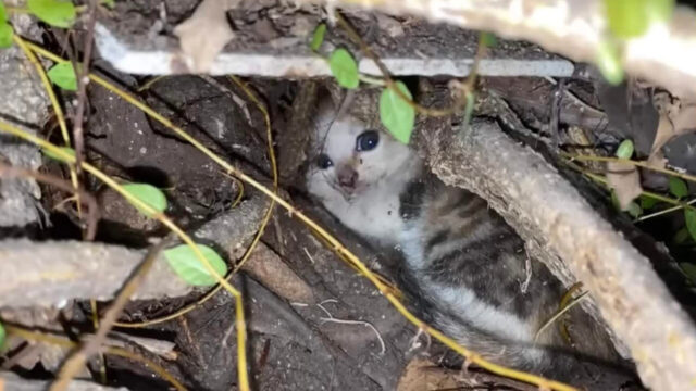生い茂った木々の中から子猫のSOS！捜索3時間半、発見したのは生後2か月の三毛猫ちゃん！