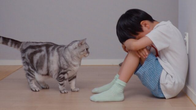実験で検証！目の前で子どもが泣いていたら猫はどんな反応をする？