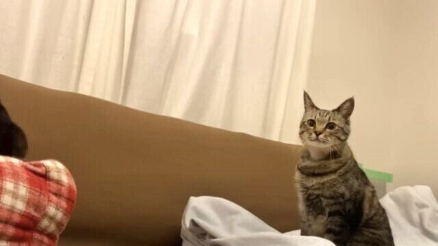 地震発生前に愛猫が揺れを察知！石川県で起きた震度6強の地震を経験して…