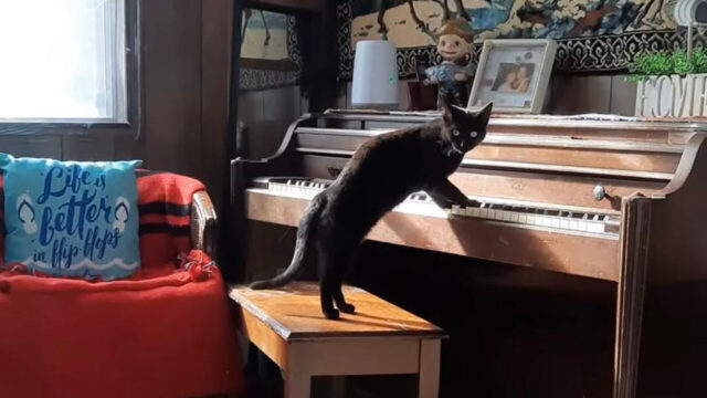ねこねこモーツァルト現る！？元野良猫のピアニスト猫が抒情的なメロディーを奏でる！