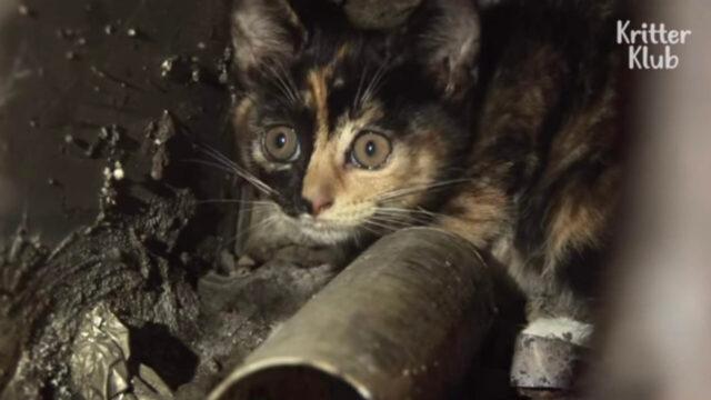 「私の子猫を助けて！」母猫の悲痛な叫び…善意のリレーが地下10ｍのダクトから子猫を救い出す！