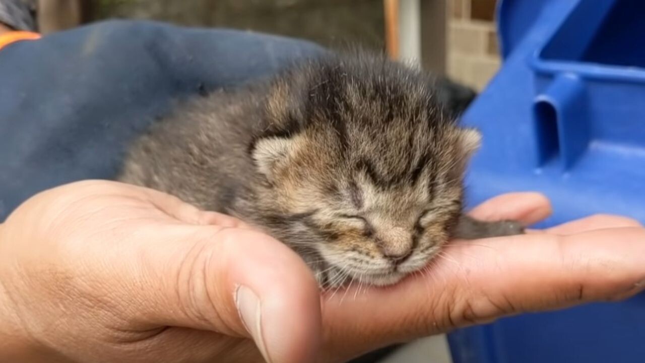 竹藪の中から子猫の声がする…母猫が置いていった187gの赤ちゃん猫を
