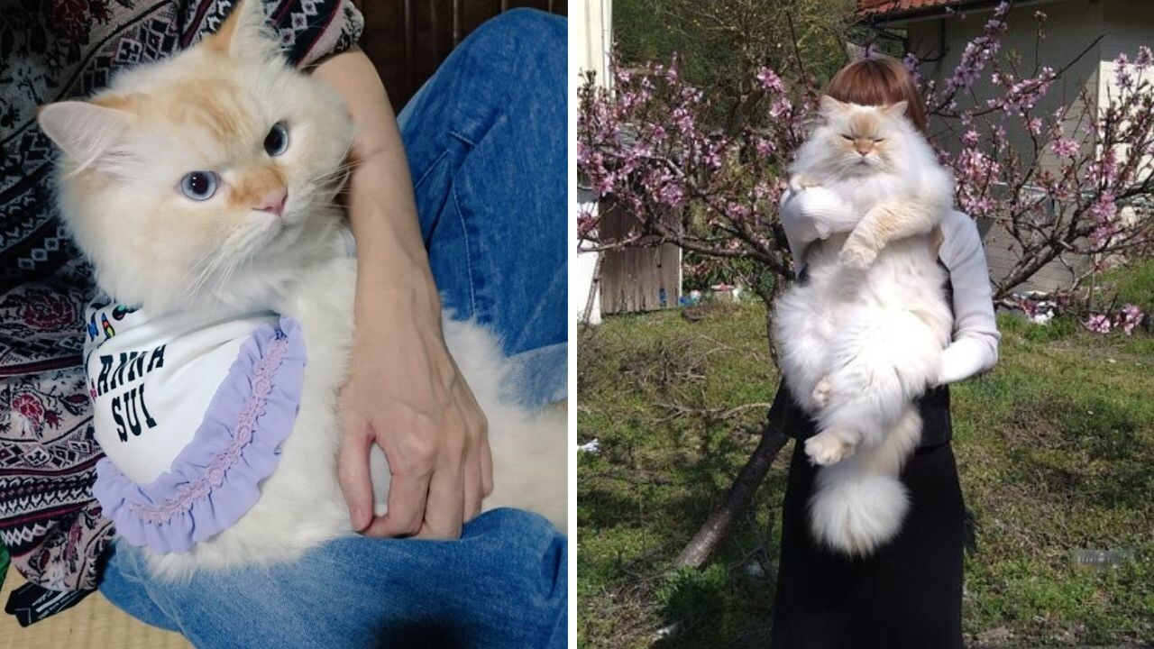 7kgのもふもふボディがたまらん…！怪力で知的な大型猫「ラガマフィン